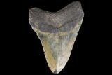 Fossil Megalodon Tooth - North Carolina #79907-2
